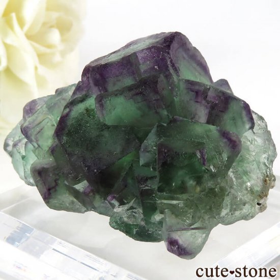 ʥߥӥ Okorusu Mine꡼ߥѡץե饤Ȥθ 58.9gμ̿0 cute stone