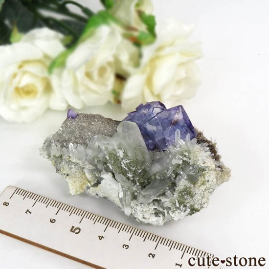 䥪󥷥 ѡץ֥롼ե饤&Ĥդ뾽ʸС89gμ̿6 cute stone