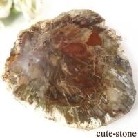 ペトリファイドウッド(珪化木)の意味・鉱物辞典 cute stone ペトリファイドウッド(珪化木)の意味・鉱物辞典 cute stone