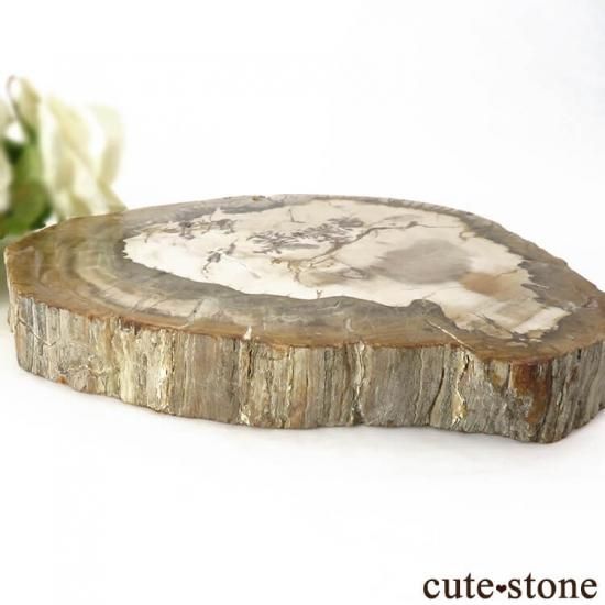 ⭐︎天然石　珪化木　ペトリファイドウッド　スライス ペトリファイドウッド（珪化木）のスライス 243g - cute stone -