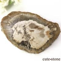 ペトリファイドウッド(珪化木)の意味・鉱物辞典 cute stone ペトリファイドウッド(珪化木)の意味・鉱物辞典 cute stone