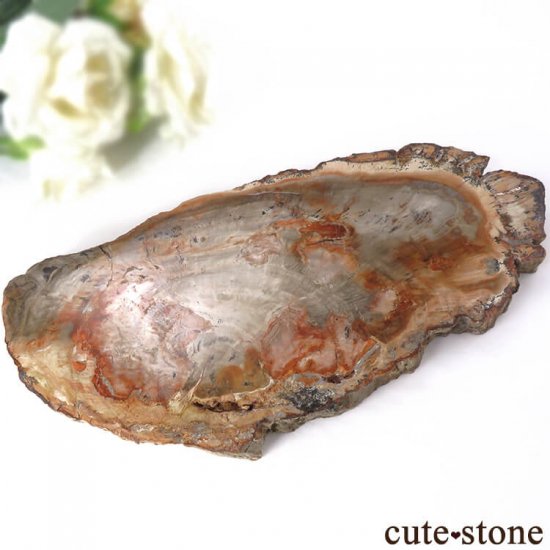 ペトリファイドウッド（珪化木）のスライス 377g - cute stone -