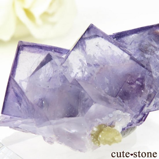 䥪󥷥 ѡץե饤Ȥη뾽ʸС32gμ̿3 cute stone