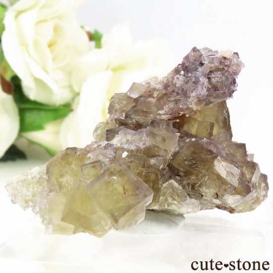 ɥ Frohnau ե饤 31gμ̿0 cute stone