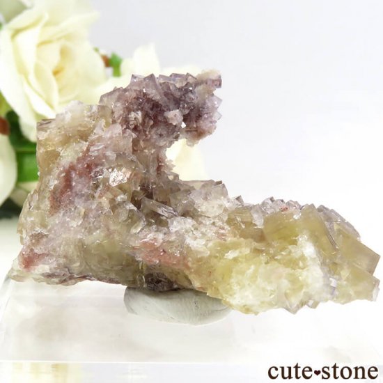 ɥ Frohnau ե饤 31gμ̿1 cute stone