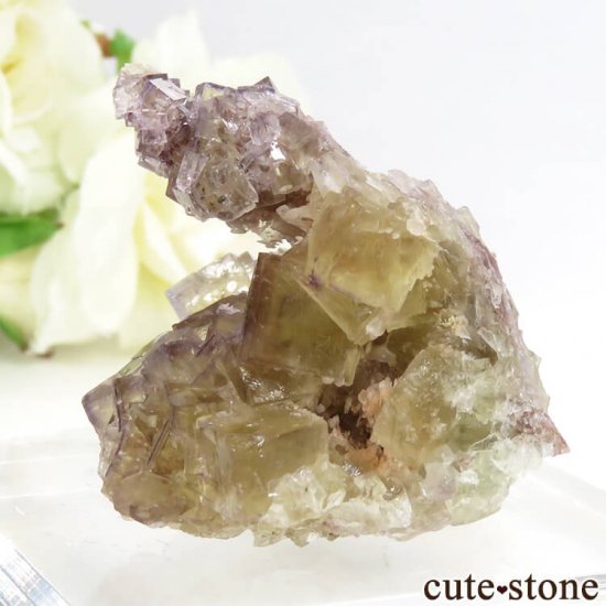 ɥ Frohnau ե饤 31gμ̿2 cute stone