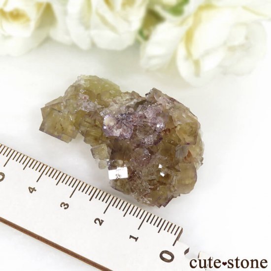 ɥ Frohnau ե饤 31gμ̿4 cute stone