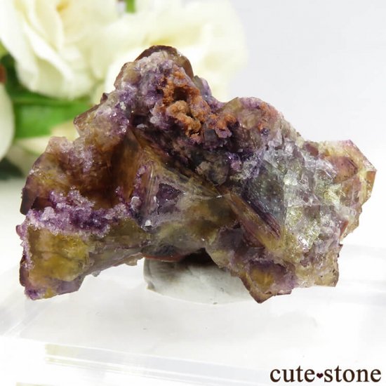 ɥ Frohnau ե饤 21gμ̿1 cute stone
