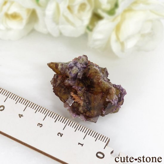 ɥ Frohnau ե饤 21gμ̿3 cute stone