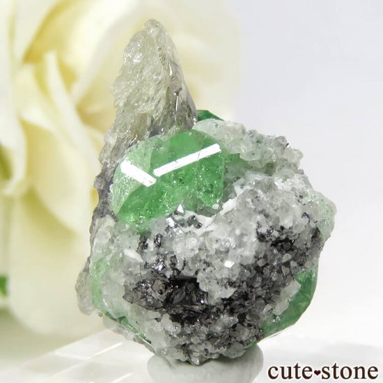 󥶥˥ ĥܥ饤Ȥդ뾽ʸС 33ctμ̿0 cute stone