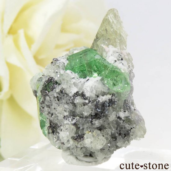 󥶥˥ ĥܥ饤Ȥդ뾽ʸС 33ctμ̿2 cute stone