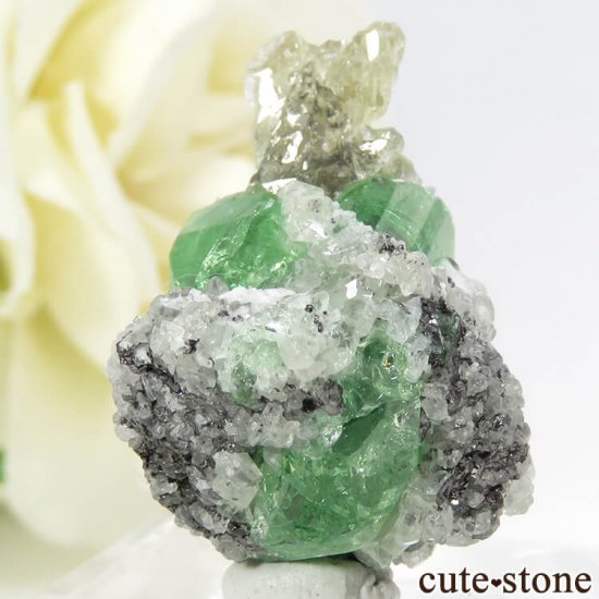󥶥˥ ĥܥ饤Ȥդ뾽ʸС 33ctμ̿3 cute stone