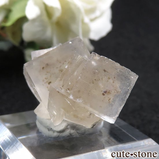 䥪󥷥 顼쥹ե饤 12.5gμ̿0 cute stone