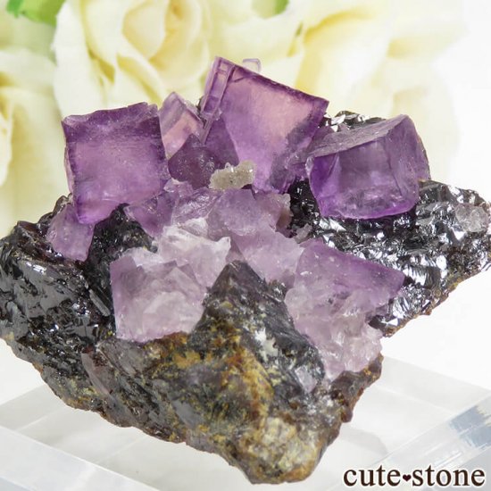 ꥫ ०åɹۻ ѡץե饤ȡե饤Ȥθ 61.4gμ̿3 cute stone