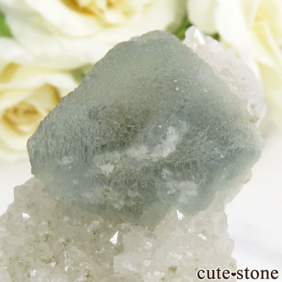  ͥ륹 ꡼֥롼ե饤Ȥդ뾽() 29.7gμ̿2 cute stone