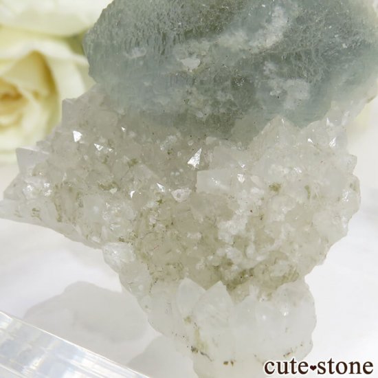  ͥ륹 ꡼֥롼ե饤Ȥդ뾽() 29.7gμ̿4 cute stone
