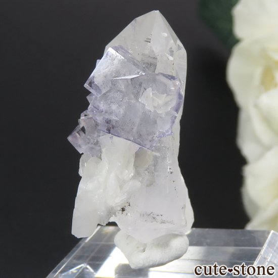 䥪󥷥 ֥롼ե饤ȡ 10.4gμ̿2 cute stone