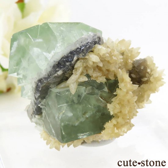󥴥뻺 ꡼ե饤ȡ륵Ȥդ뾽ʸС 47.2gμ̿1 cute stone