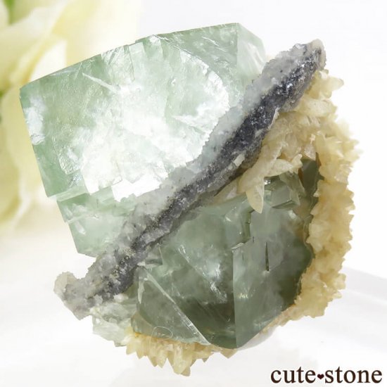 󥴥뻺 ꡼ե饤ȡ륵Ȥդ뾽ʸС 47.2gμ̿2 cute stone