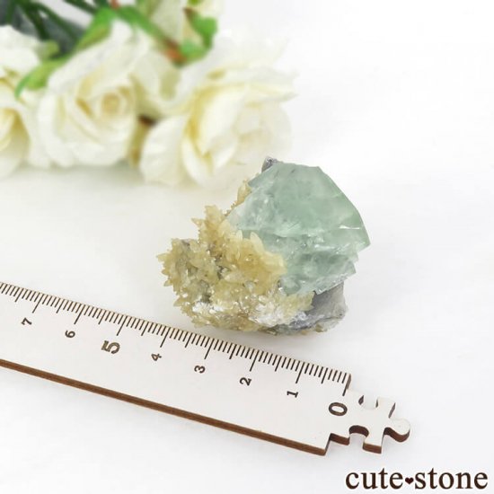 󥴥뻺 ꡼ե饤ȡ륵Ȥդ뾽ʸС 47.2gμ̿3 cute stone