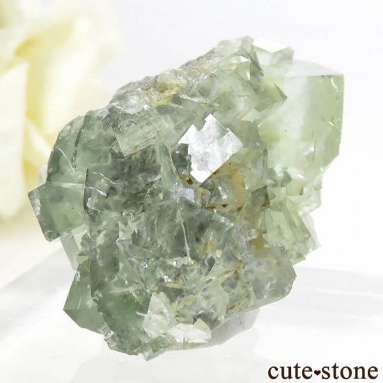 󥴥뻺 ꡼ե饤Ȥդ뾽ʸС 47.1gμ̿0 cute stone