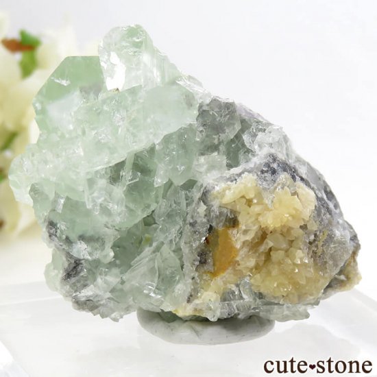 󥴥뻺 ꡼ե饤ȡ륵Ȥդ뾽ʸС 62.1gμ̿1 cute stone