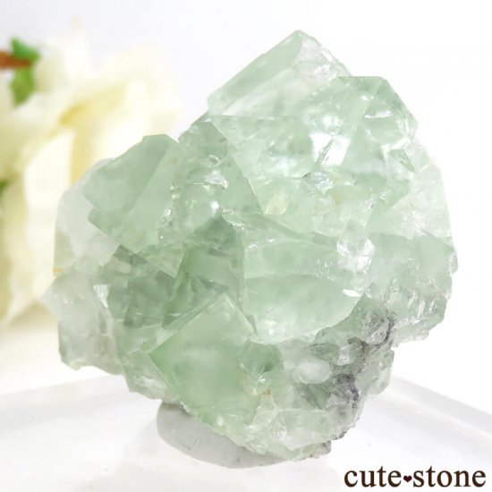 󥴥뻺 ꡼ե饤ȡ륵Ȥդ뾽ʸС 62.1gμ̿2 cute stone