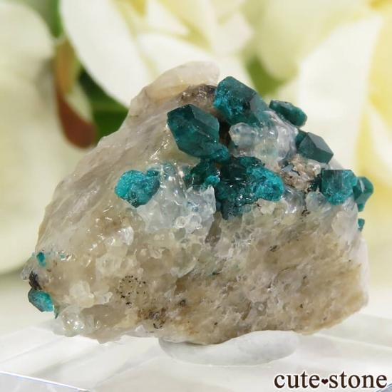 ե󻺤Υץơդ뾽ʸС8gμ̿0 cute stone