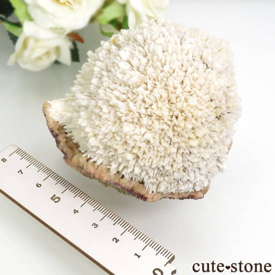  ץ͡ ǥʥȤθ 247gμ̿5 cute stone