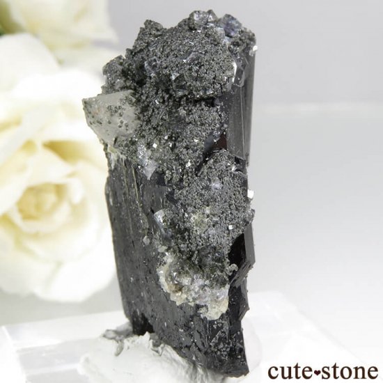 䥪󥷥 եޥȡġե饤 50gμ̿0 cute stone