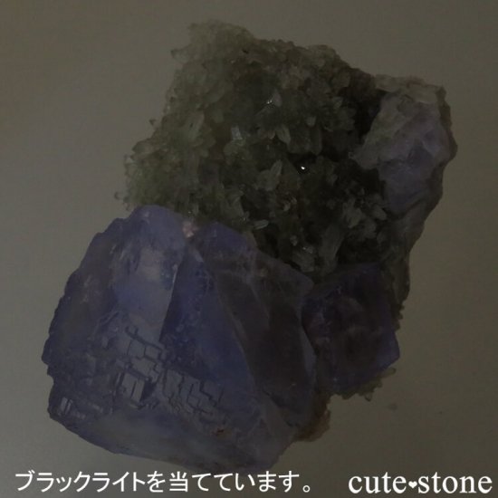  ʡʻ ꡼ե饤ȡġʸС 34.7gμ̿4 cute stone