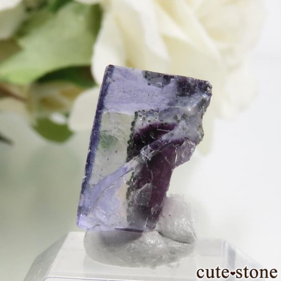 䥪󥷥 ֥롼ե饤 2.4gμ̿2 cute stone
