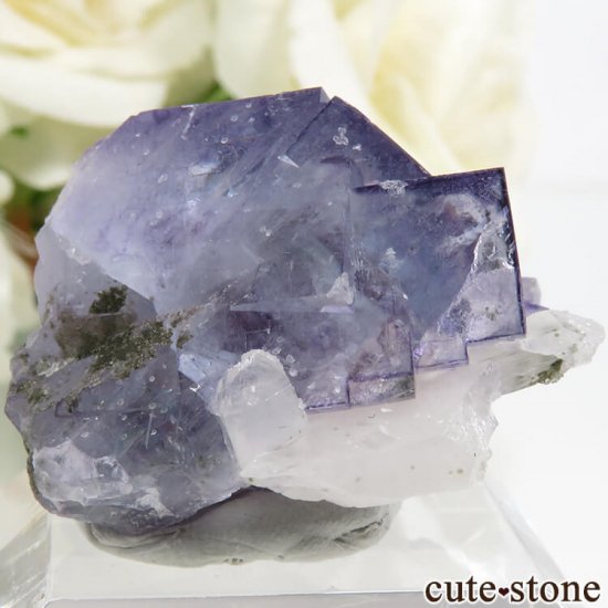 䥪󥷥 ѡץ֥롼ե饤 17.9gμ̿1 cute stone