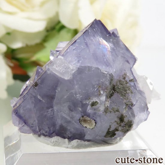 䥪󥷥 ѡץ֥롼ե饤 17.9gμ̿2 cute stone