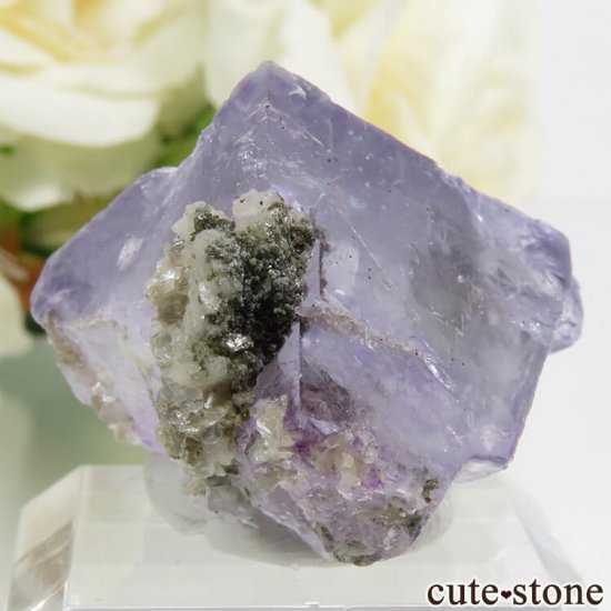 䥪󥷥 ѡץ֥롼ե饤 16.3gμ̿1 cute stone