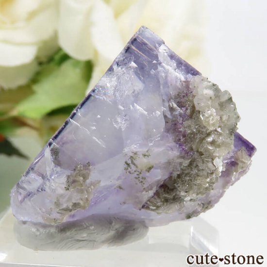 䥪󥷥 ѡץ֥롼ե饤 16.3gμ̿2 cute stone