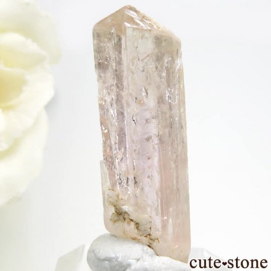 ѥ åȥ ԥ󥯥ȥѡ (ڥꥢȥѡ)η뾽 () 3gμ̿2 cute stone
