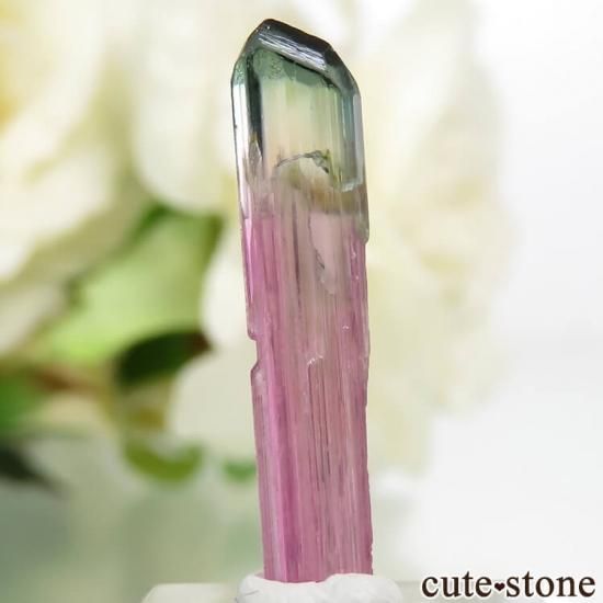 ޥ뻺 Ի׵ĤʷΥȥޥη뾽 0.3g