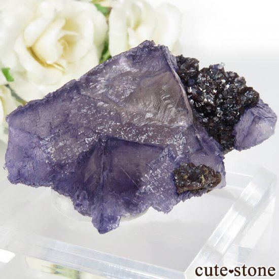 ꥫ ०åɹۻ ѡץ֥롼ե饤ȡե饤Ȥθ 79.1gμ̿3 cute stone