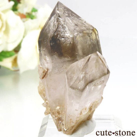 ʥߥӥ ֥ɥСꥢ Goboboseb ꥹ⡼Ĥη뾽() 31gμ̿0 cute stone