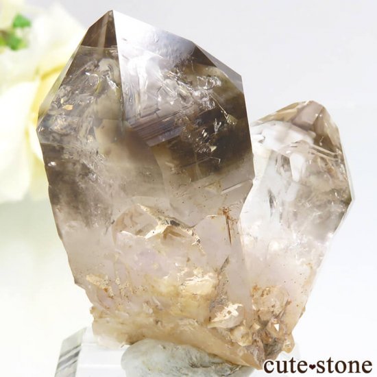 ʥߥӥ ֥ɥСꥢ Goboboseb ꥹ⡼Ĥη뾽() 31gμ̿1 cute stone