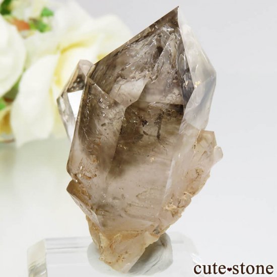 ʥߥӥ ֥ɥСꥢ Goboboseb ꥹ⡼Ĥη뾽() 31gμ̿2 cute stone