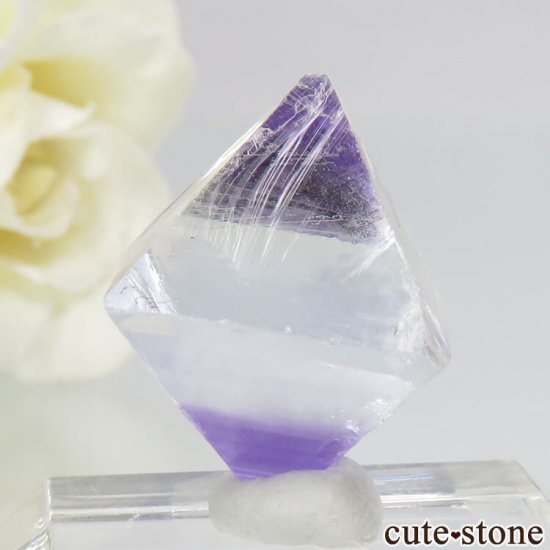 ꥫ ȬΡʤؤ뾽˥ѡץե饤ȡʷС5.1g μ̿2 cute stone