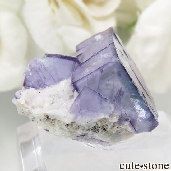 䥪󥷥 ֥롼ե饤ȡ륳ѥ饤 11.8gμ̿0 cute stone