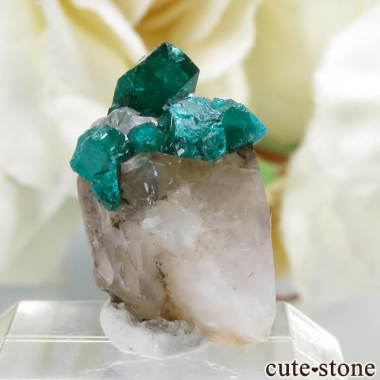 ե󻺤Υץơդ뾽ʸС1.2gμ̿1 cute stone