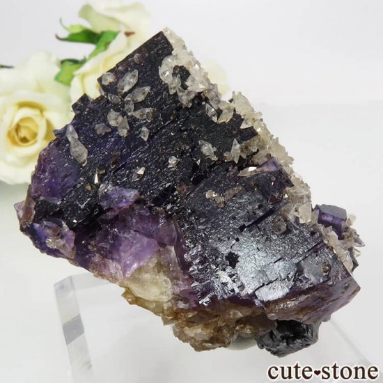 Υ Denton Mineѡץߥե饤ȡ륵ȡʤθ 154.5gμ̿0 cute stone
