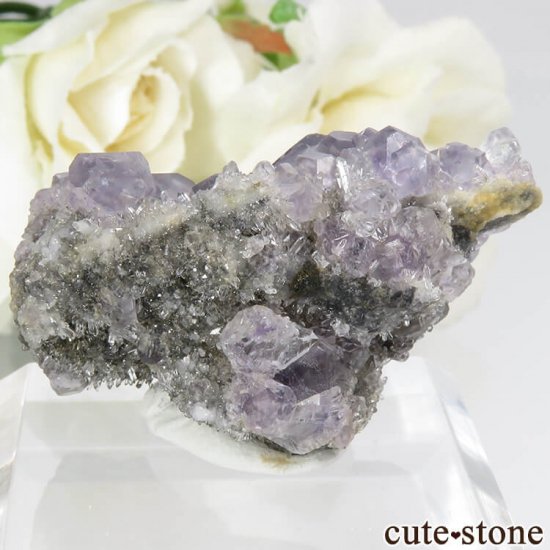  ʡʻѡץե饤ȡĤդ뾽ʸС 20.4gμ̿1 cute stone