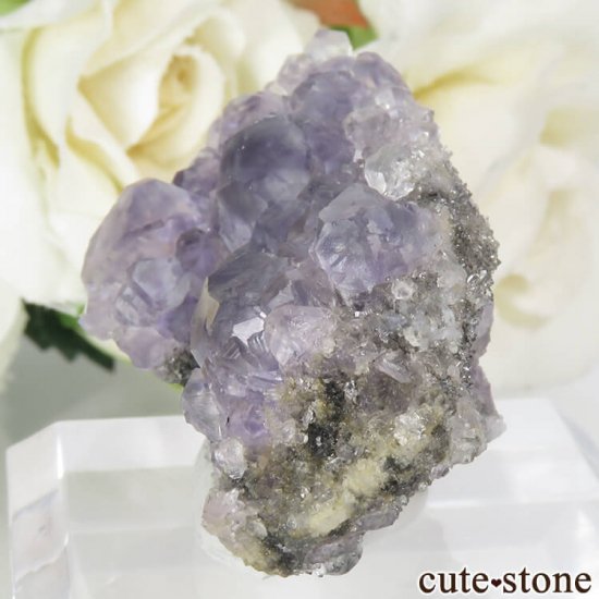  ʡʻѡץե饤ȡĤդ뾽ʸС 20.4gμ̿2 cute stone