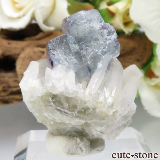 ɥ Dorfel Quarry ꡼ߥ֥롼ե饤ȡ 10.5gμ̿2 cute stone