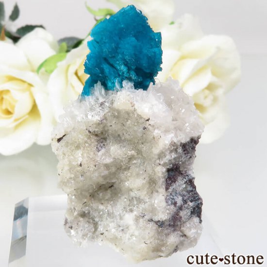  ץ͡ Х󥵥ȡҥ塼Ȥդ뾽ʸСNo.23μ̿0 cute stone